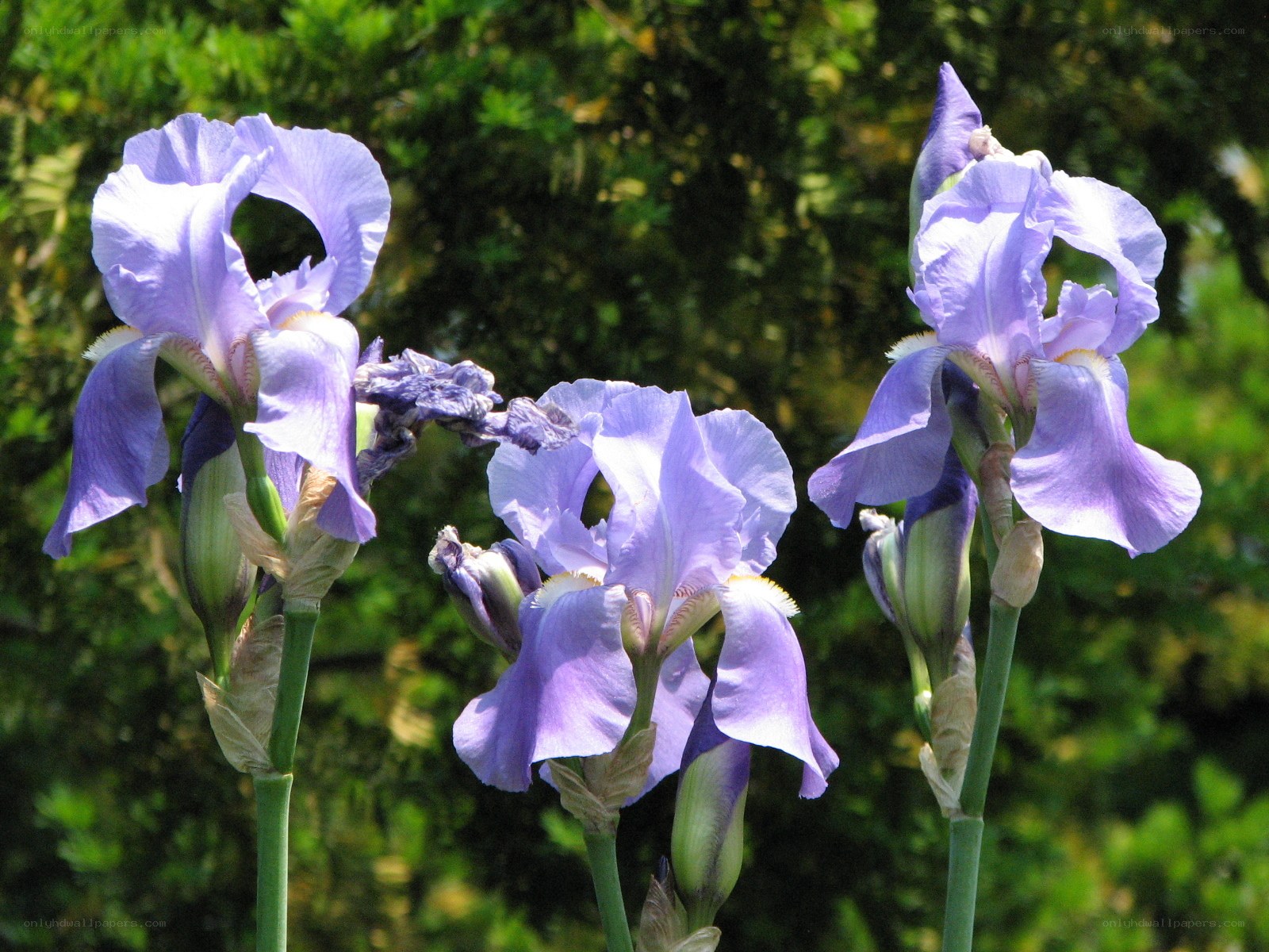 Purple iris flowers in bloom