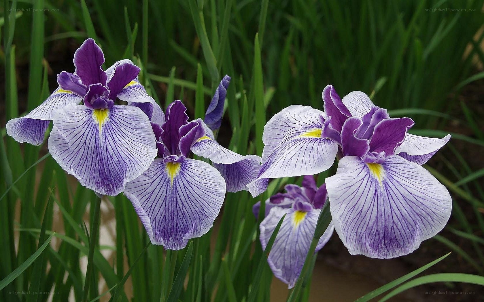 Purple iris flowers in bloom