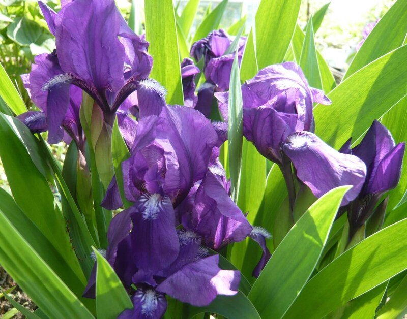 Purple iris flowers in garden