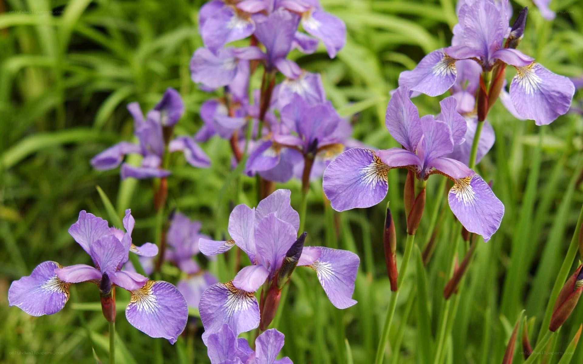 purple iris flowers in garden