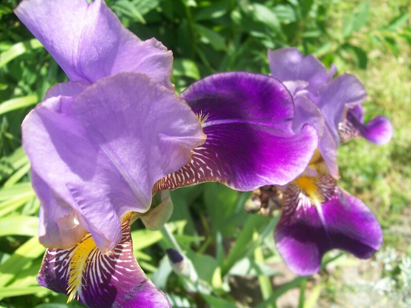 Purple iris flowers in garden