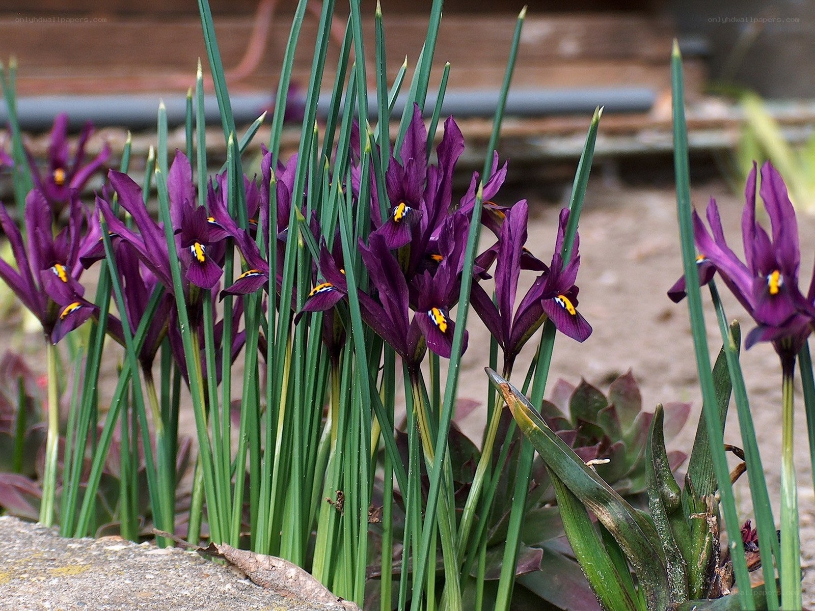 purple iris flowers in garden