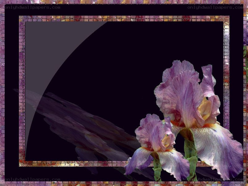 Purple iris flowers in mosaic frame