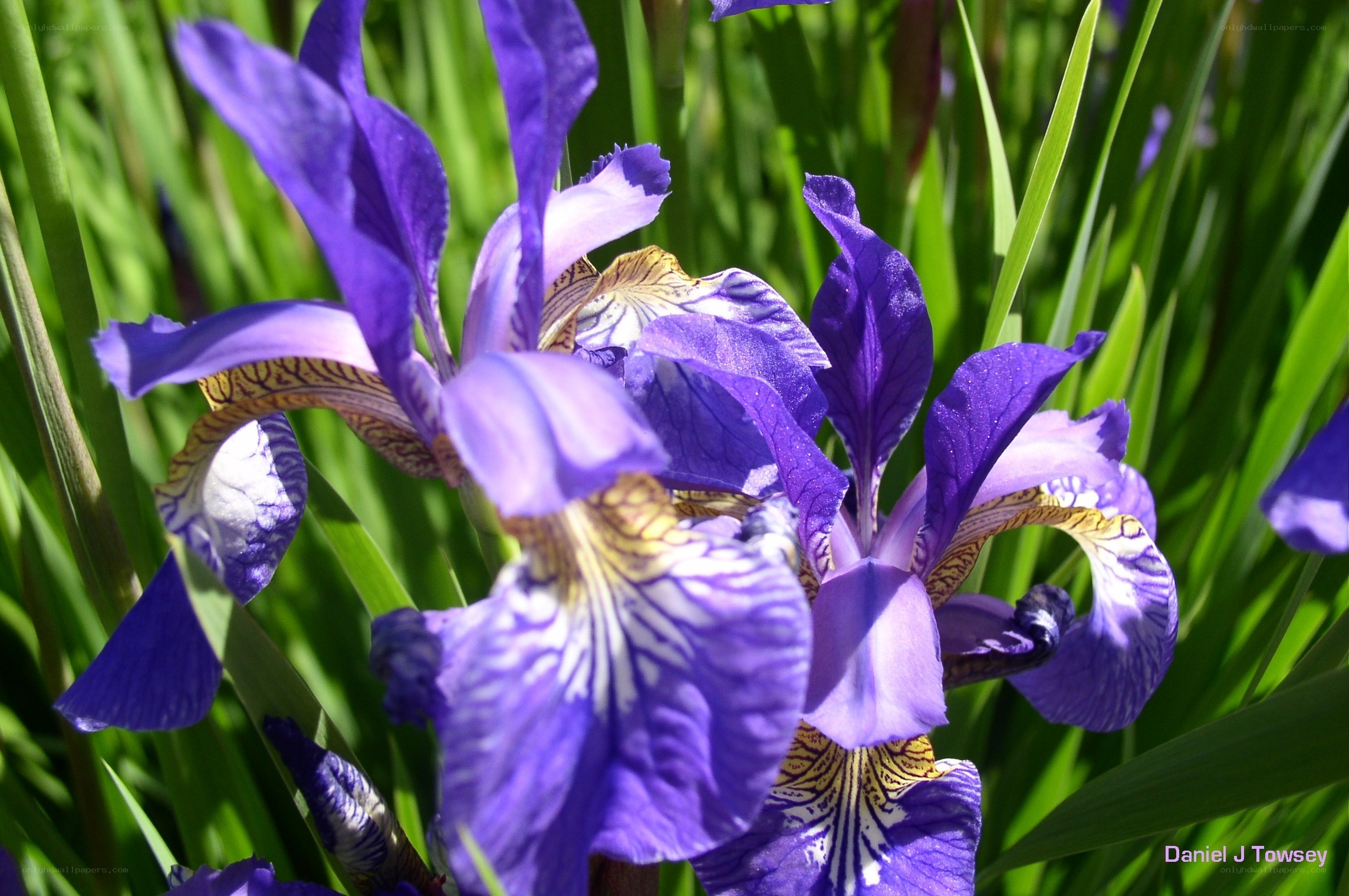 Purple iris flowers in sunlight