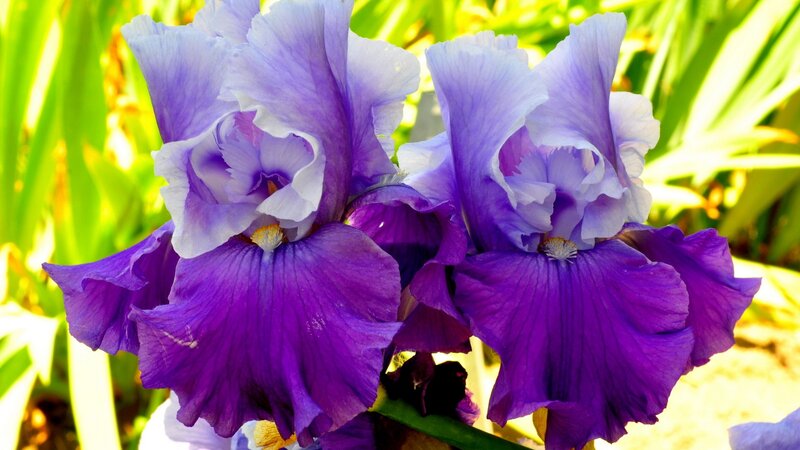 purple iris flowers in sunlight