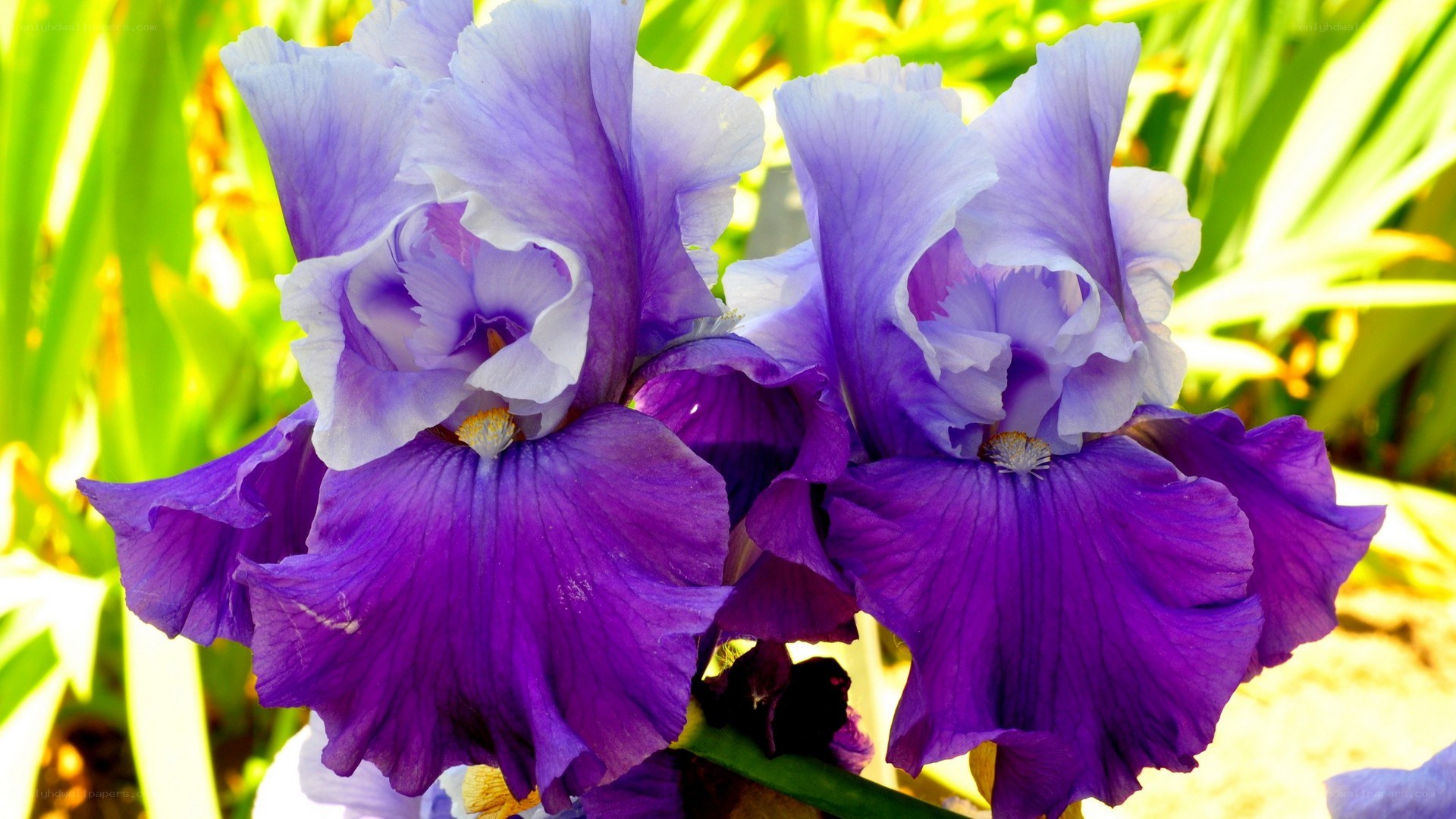 purple iris flowers in sunlight
