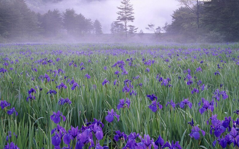 Purple Iris Flowers — Misty