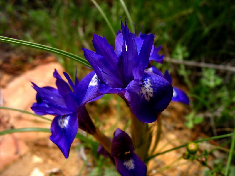 Purple Iris Flowers — Natural, Afternoon