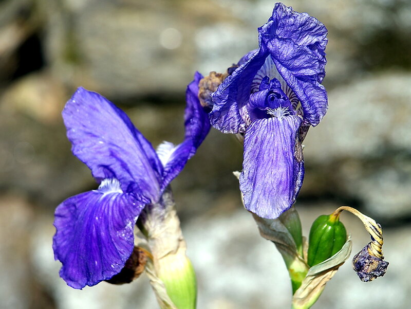 Purple Iris Flowers — Natural, Spring
