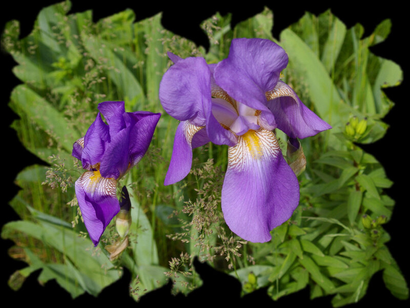 Purple Iris Flowers — Natural
