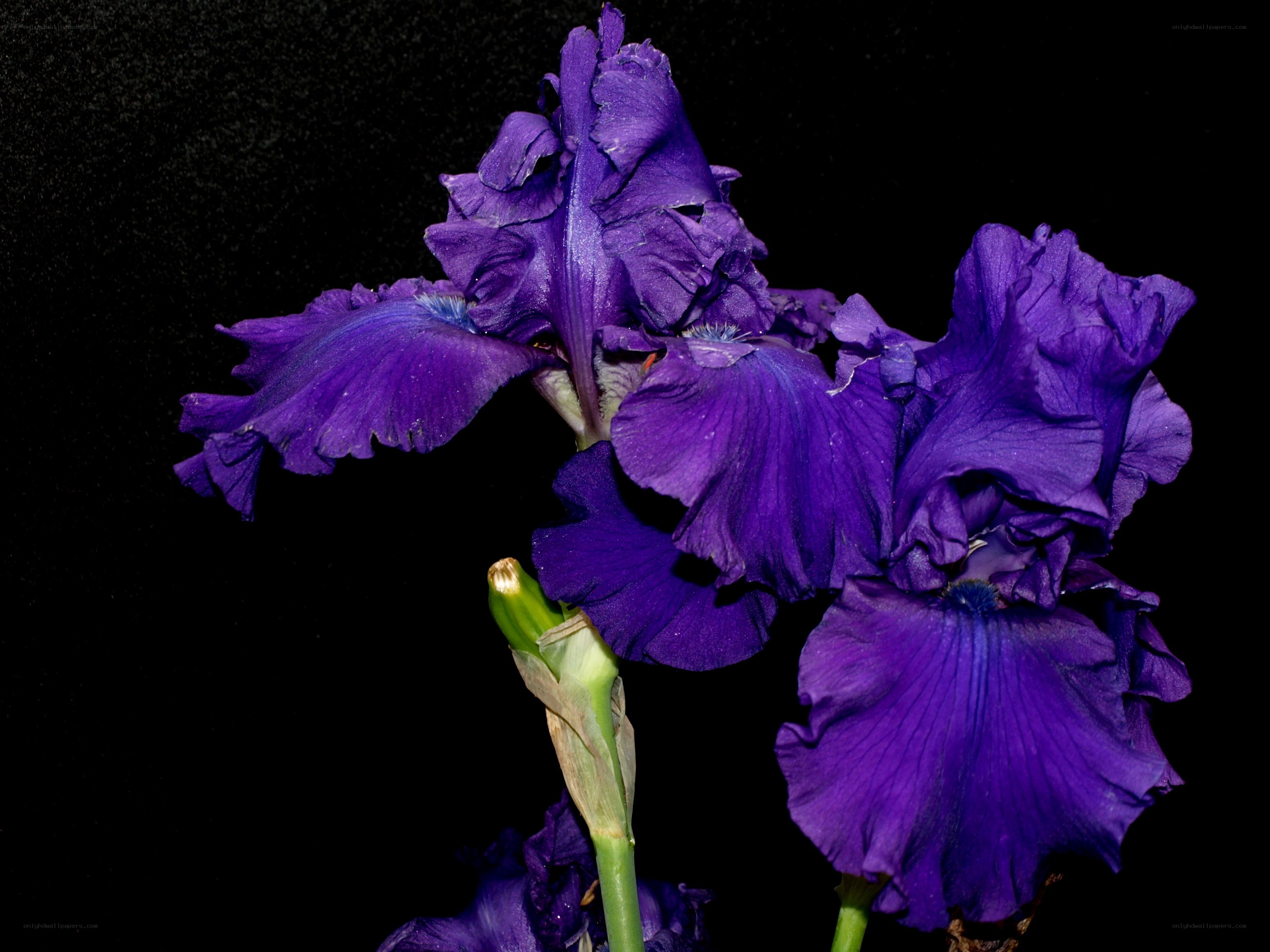 Purple iris flowers on black