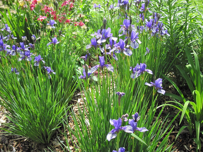 Purple Iris Flowers — Serene, Afternoon, Photograph, Green Leaves