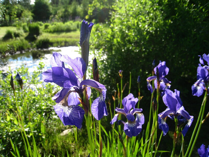 Purple Iris Flowers — Serene, Afternoon, Photograph