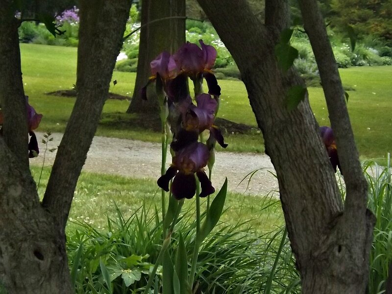 Purple Iris Flowers — Serene, Afternoon, Photograph, Trees