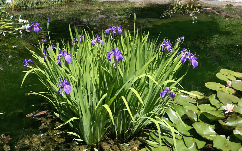 Purple Iris Flowers — Serene, Afternoon