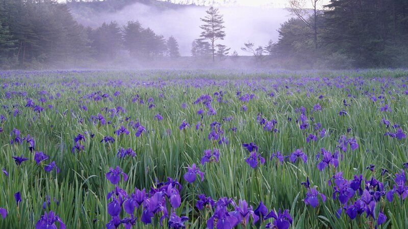 Purple Iris Flowers — Serene, Morning