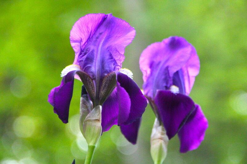 Purple Iris Flowers — Serene, Photograph, Green Background