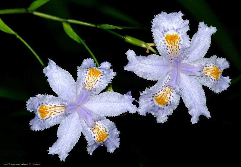 Purple Iris Flowers — Serene, Photograph, Green Stems