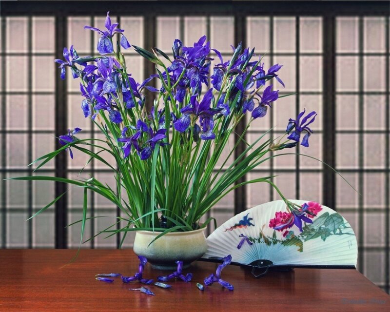 Purple Iris Flowers — Serene, Photograph, Vase