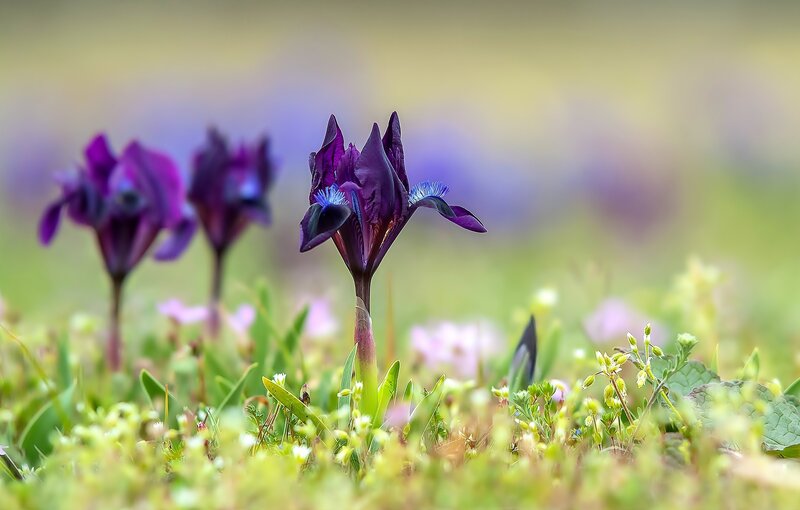 Purple Iris Flowers — Serene, Spring, Photograph, Grass