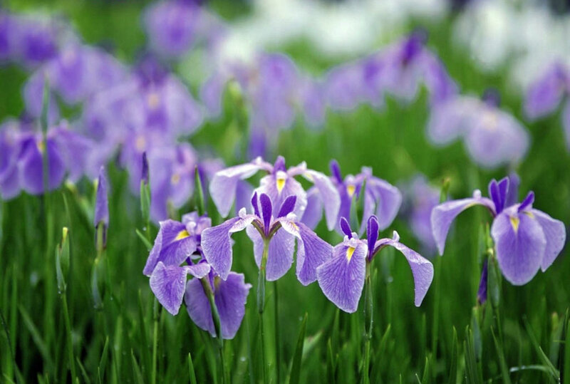 Purple Iris Flowers — Serene, Spring, Photograph, Green Grass, Bloom