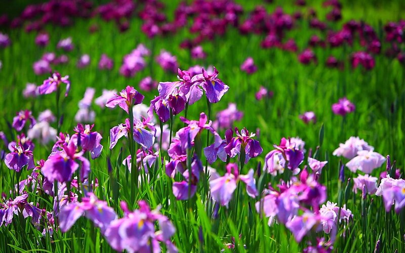 Purple Iris Flowers — Serene, Spring, Photograph, Green Grass, Field