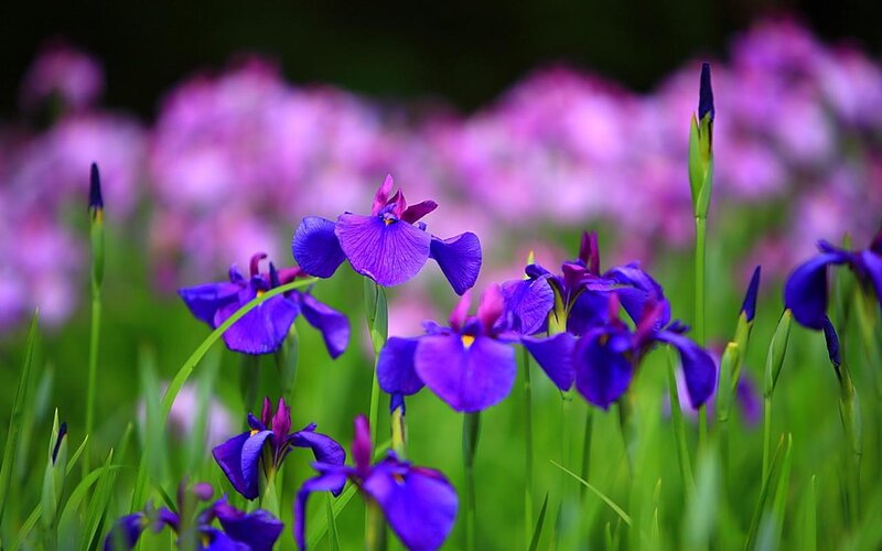 Purple Iris Flowers — Serene, Spring, Photograph, Green Grass, Flower Buds