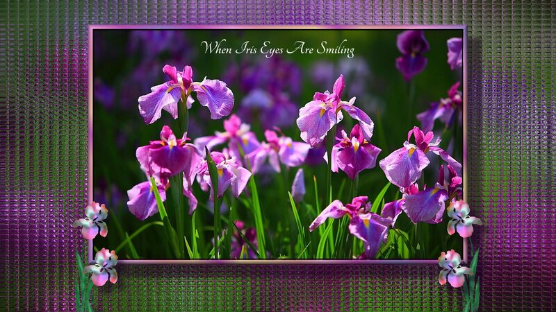 Purple Iris Flowers — Serene, Spring, Photograph, Green Grass, Flower Frame