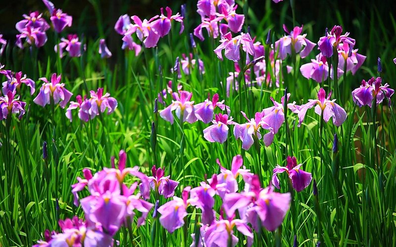 Purple Iris Flowers — Serene, Spring, Photograph, Green Grass, Sunlight