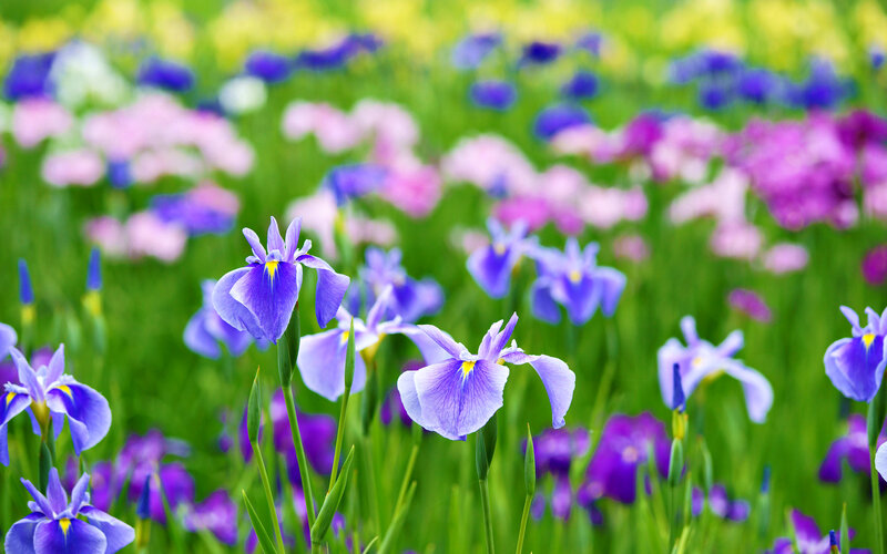 Purple Iris Flowers — Serene, Spring, Photograph, Green Grass