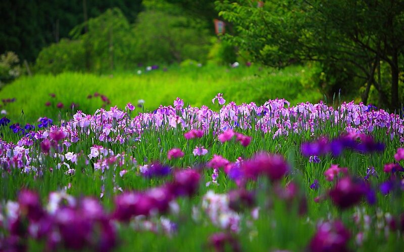 Purple Iris Flowers — Serene, Spring, Photograph, Green Grass, Trees