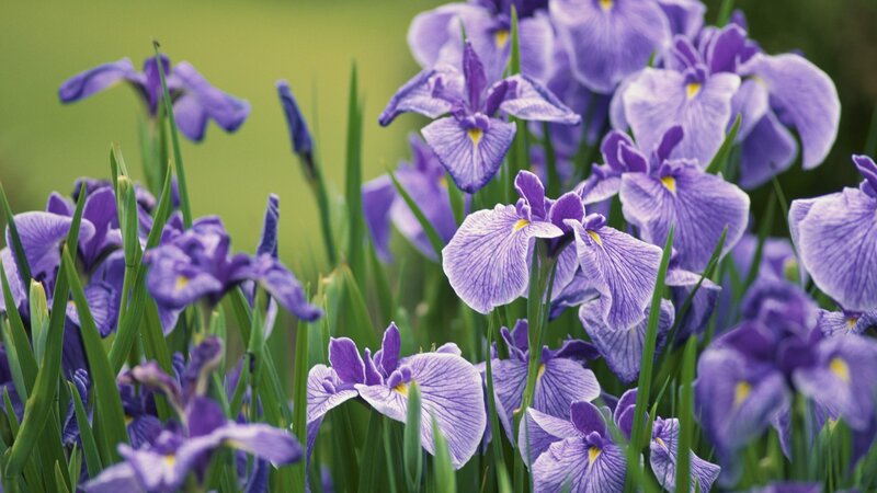 Purple Iris Flowers — Serene, Spring, Photograph, Green Leaves, Bloom