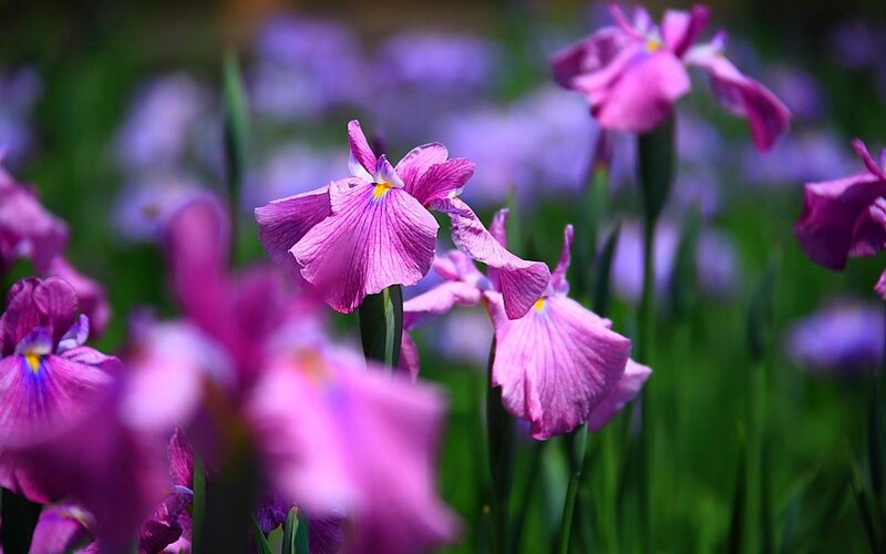 Purple Iris Flowers — Serene, Spring, Photograph, Green Leaves, Field