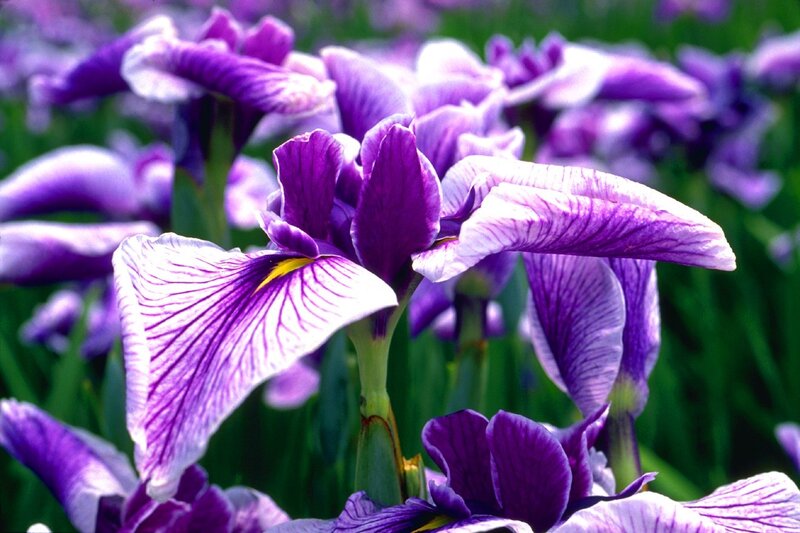 Purple Iris Flowers — Serene, Spring, Photograph, Green Leaves, Field, White