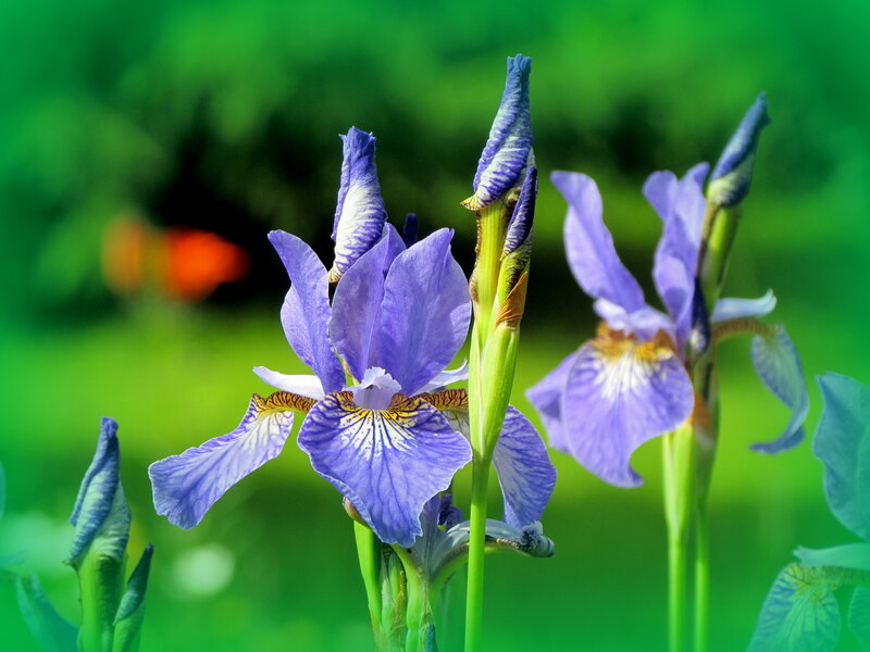 Purple Iris Flowers — Serene, Spring, Photograph, Green Leaves, Flower Buds