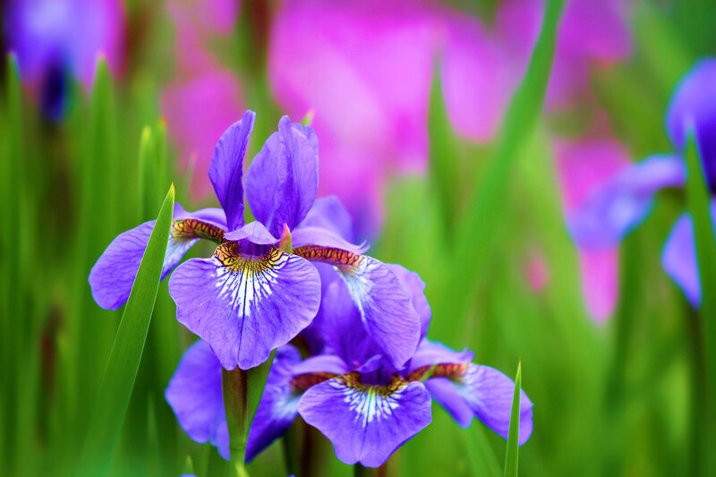 Purple Iris Flowers — Serene, Spring, Photograph, Green Leaves, Flower Petals