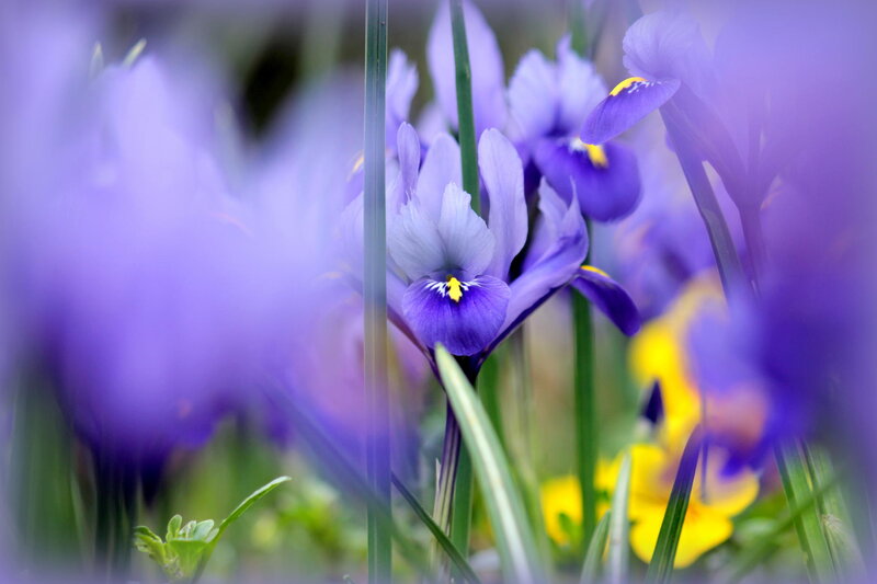 Purple Iris Flowers — Serene, Spring, Photograph, Green Stems
