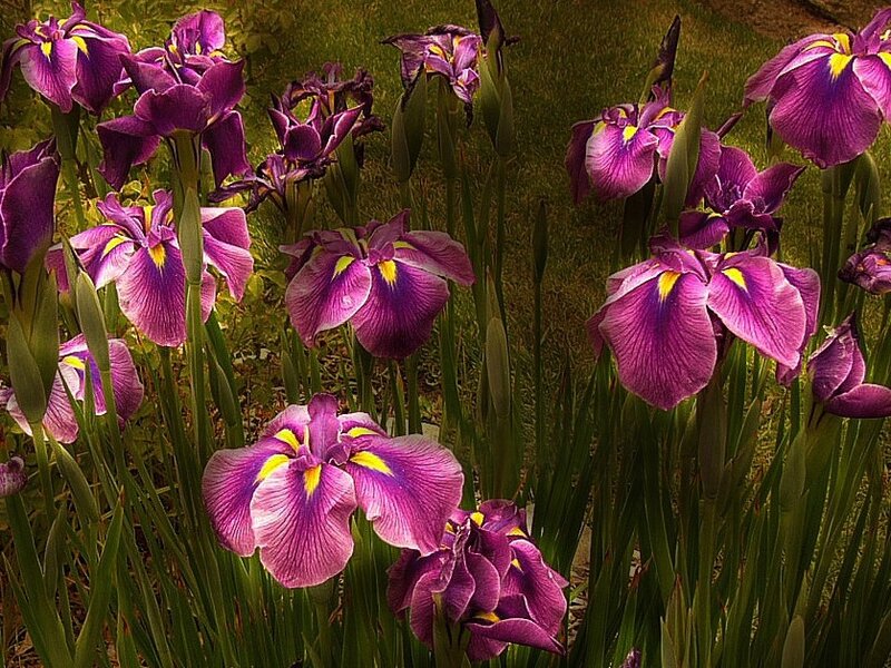 Purple Iris Flowers — Serene, Spring, Photograph