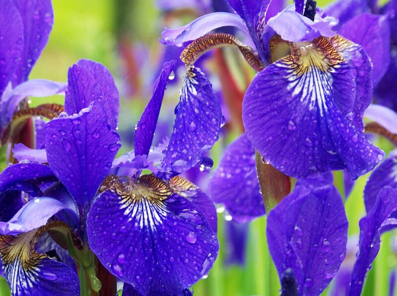 Purple Iris Flowers — Serene, Spring, Photograph, Water Droplets