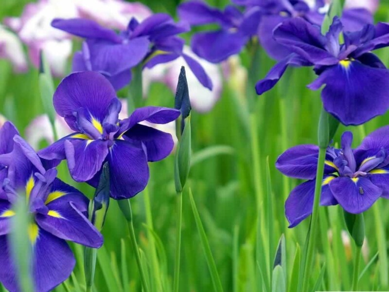 Purple Iris Flowers — Serene, Spring