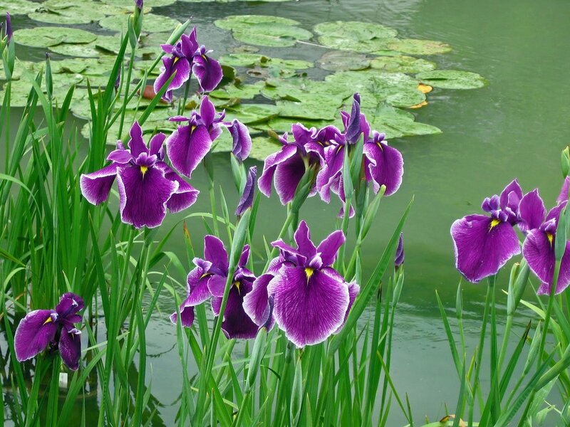 Purple Iris Flowers — Serene, Summer, Photograph