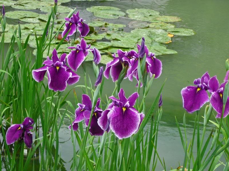 Purple Iris Flowers — Serene, Summer