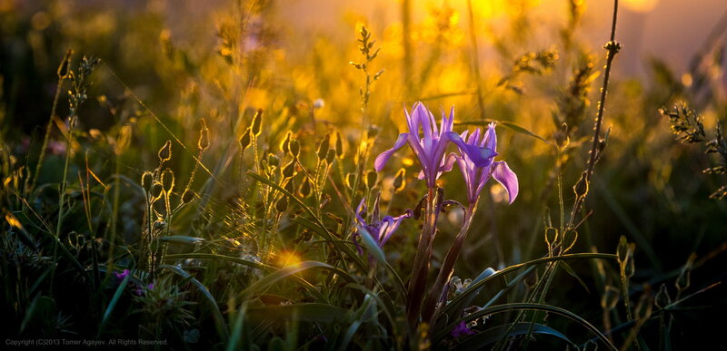 Purple Iris Flowers — Serene, Sunset
