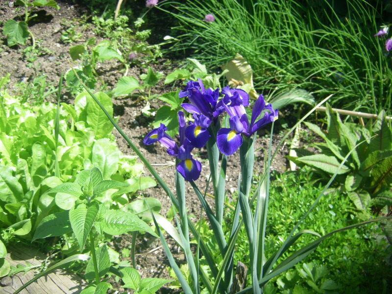 Purple Iris Flowers — Serene