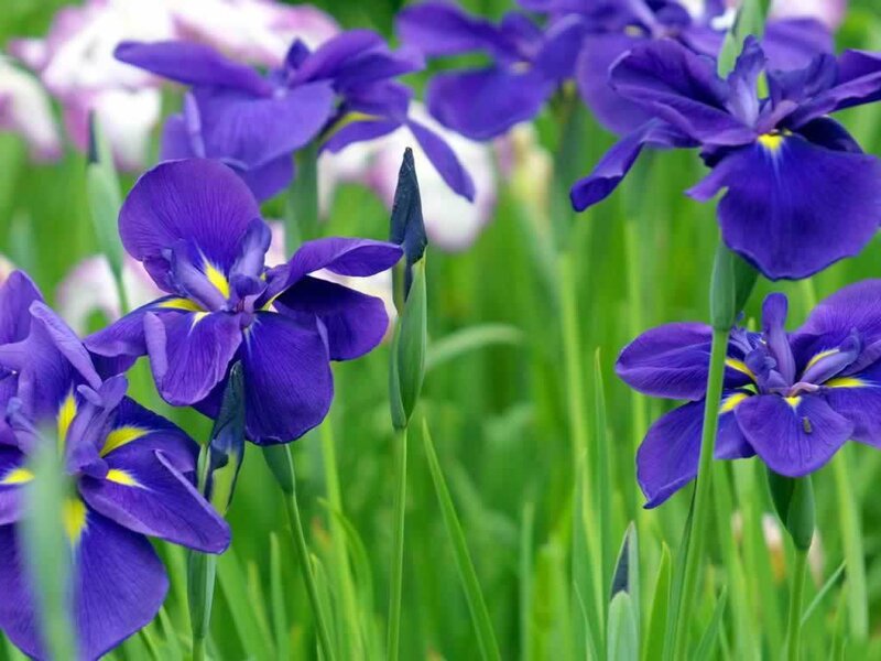 Purple Iris Flowers