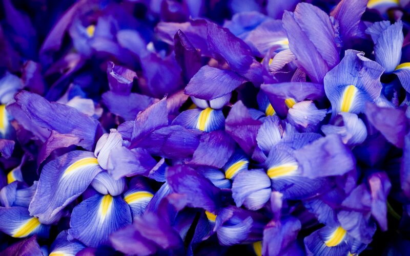 Purple Iris Flowers — Vibrant, Photograph