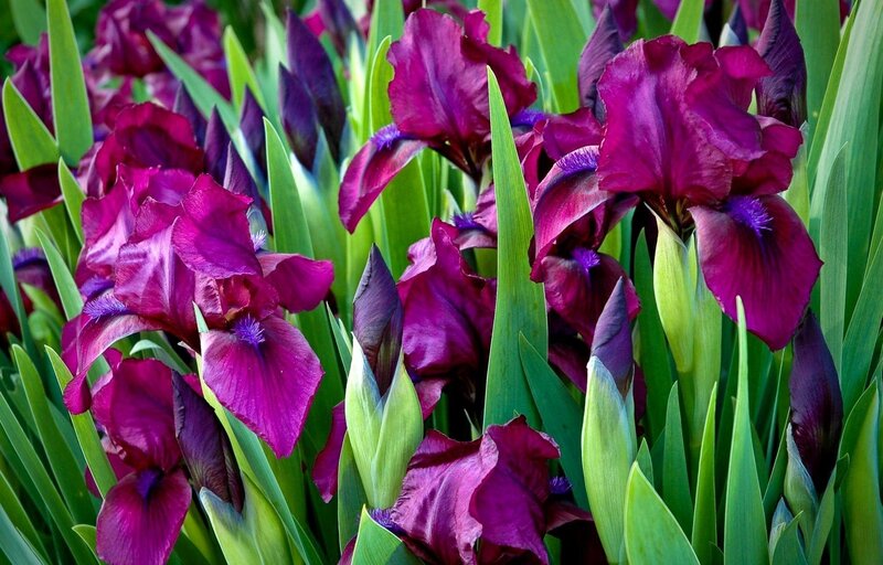 Purple Iris Flowers — Vibrant, Spring
