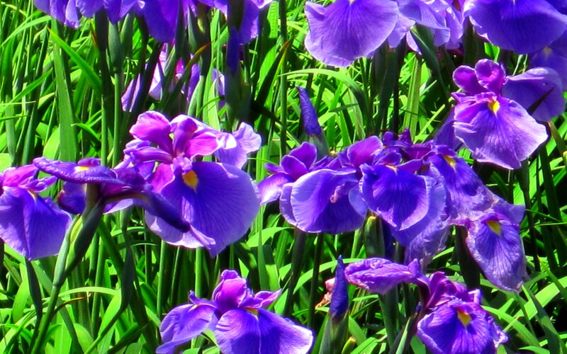 Purple Iris Flowers — Vibrant