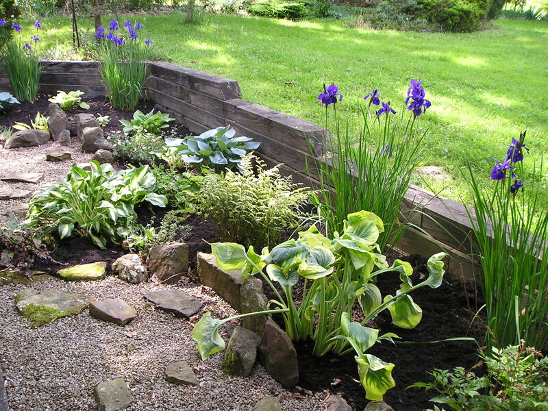Purple Iris Garden