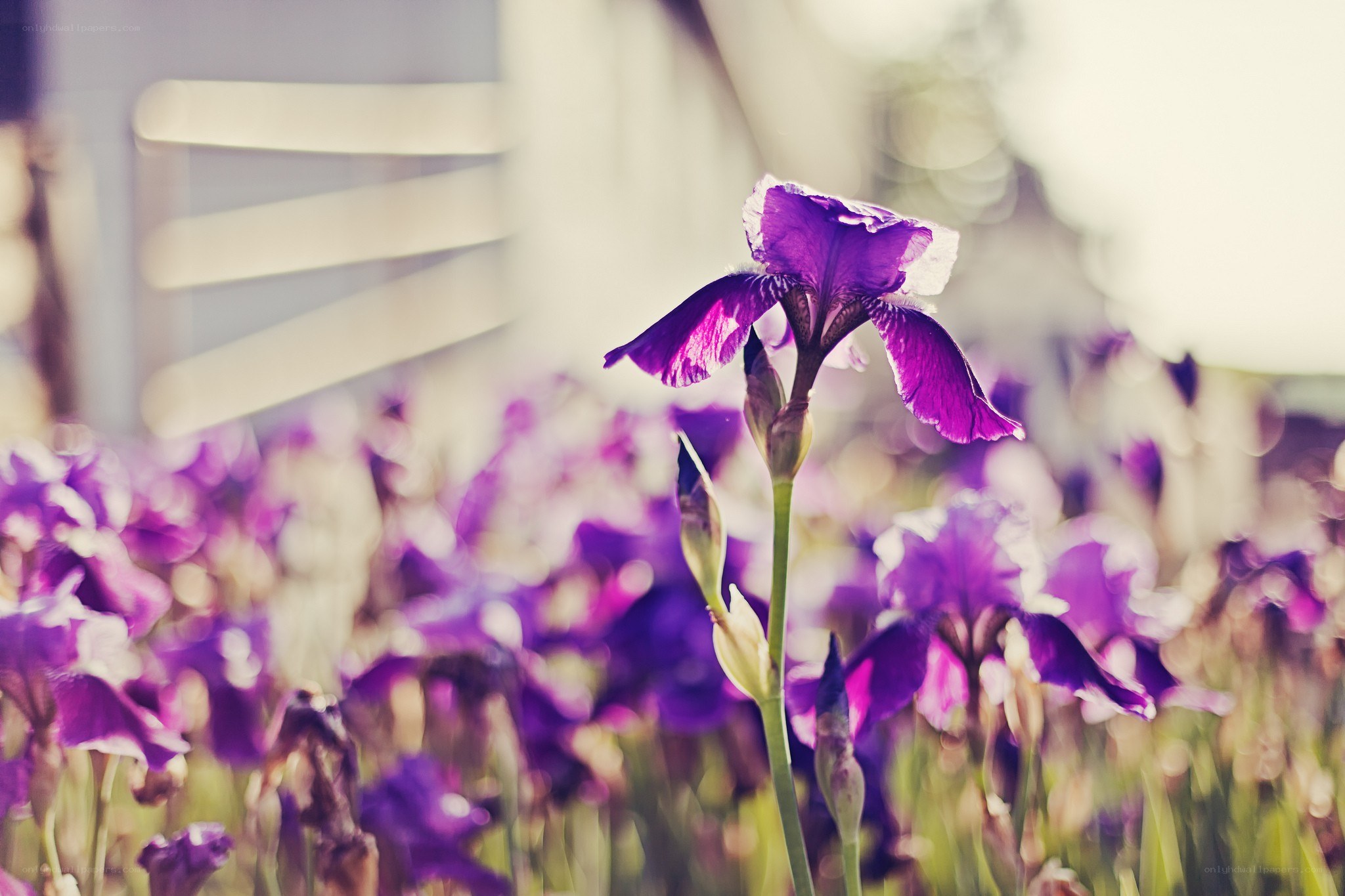Purple iris in a field